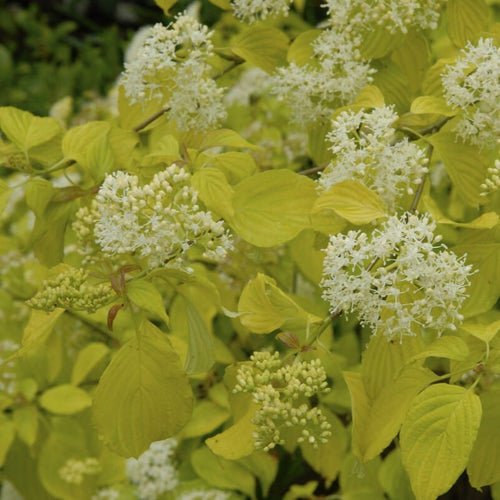 Cornus alba 'Aurea' Shrubs