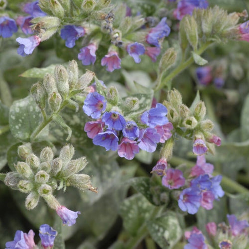 Pulmonaria 'Trevi Fountain' Perennial Bedding