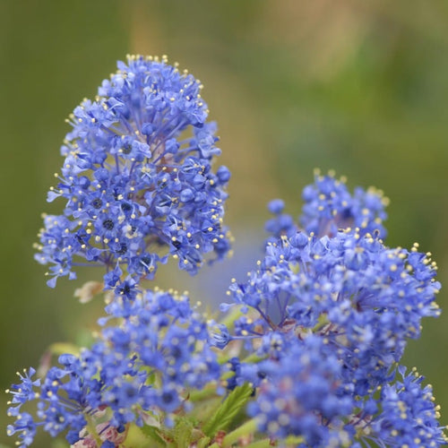 Patio Californian Lilac Tree | Ceanothus 'Victoria' Shrubs