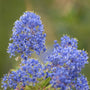 Patio Californian Lilac Tree | Ceanothus 'Victoria' Shrubs
