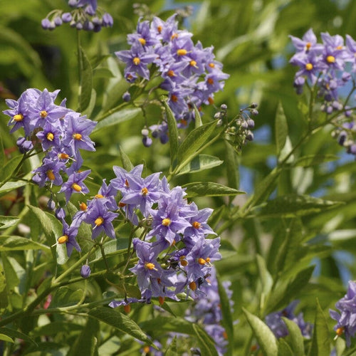 Chilean Potato Vine | Solanum crispum 'Glasnevin' Climbing Plants