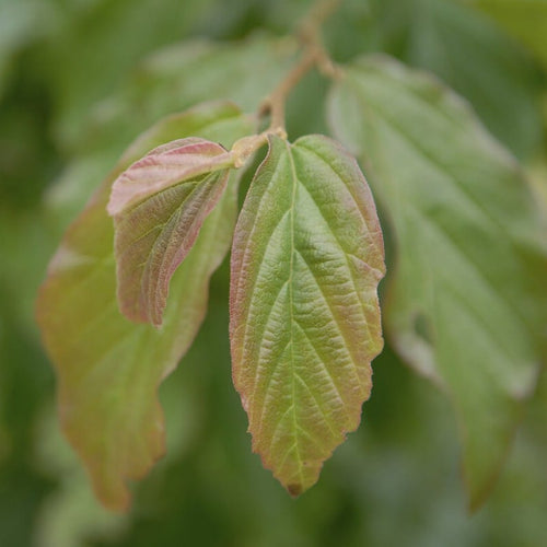 Persian Ironwood Tree | Parrotia persica 'Bella' Ornamental Trees