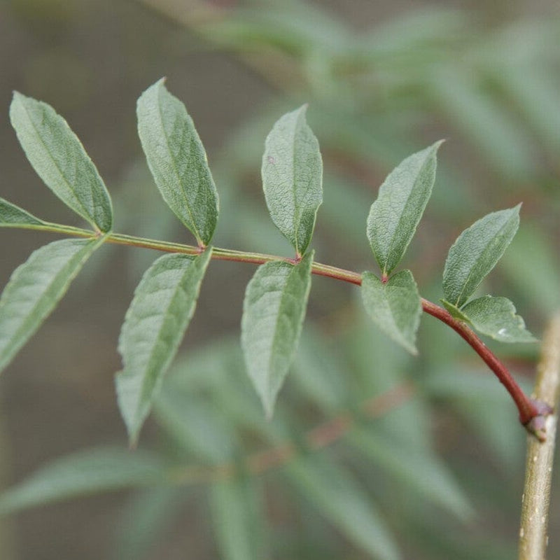 Japanese Rowan Tree | Sorbus commixta 'Carmencita' Ornamental Trees