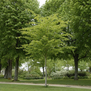 Persian Ironwood Tree | Parrotia persica 'Vanessa' Ornamental Trees