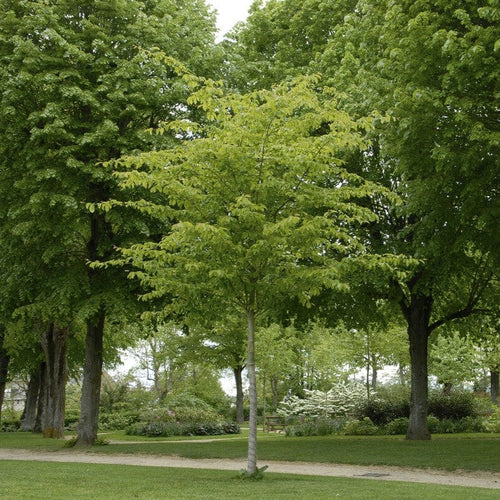 Persian Ironwood Tree | Parrotia persica 'Vanessa' Ornamental Trees