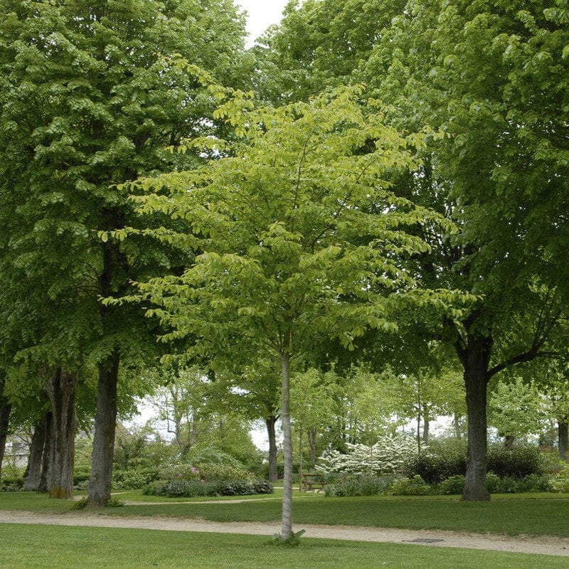 Persian Ironwood Tree | Parrotia persica 'Vanessa' Ornamental Trees