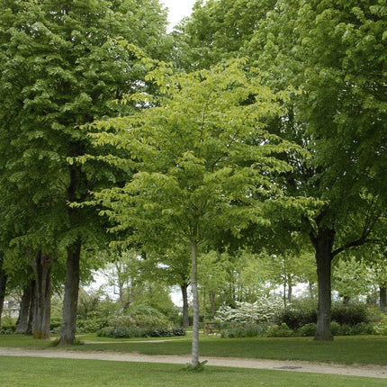 Persian Ironwood Tree | Parrotia persica 'Vanessa' Ornamental Trees