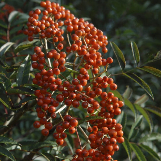 Japanese Rowan Tree | Sorbus commixta 'Carmencita' Ornamental Trees