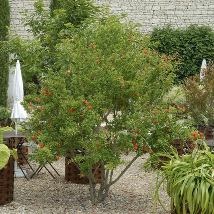 'Provence' Pomegranate Bush Soft Fruit