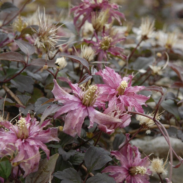 Clematis montana 'Marjorie' Climbing Plants