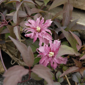 Clematis montana 'Marjorie' Climbing Plants