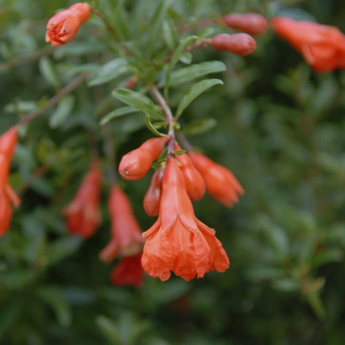 'Nana' Patio Pomegranate Tree Soft Fruit