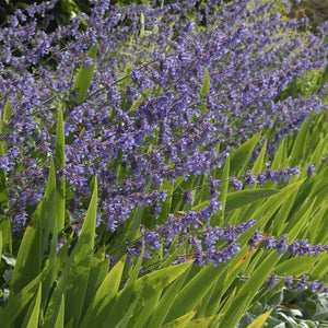 Catmint 'Six Hills Giant' | Nepeta Perennial Bedding