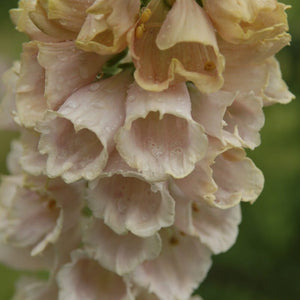 Peach Foxglove | Digitalis purpurea 'Sutton's Apricot' Perennial Bedding