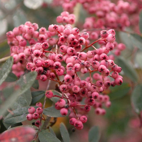 'Pink Pagoda' Rowan Tree | Sorbus hupehensis Ornamental Trees