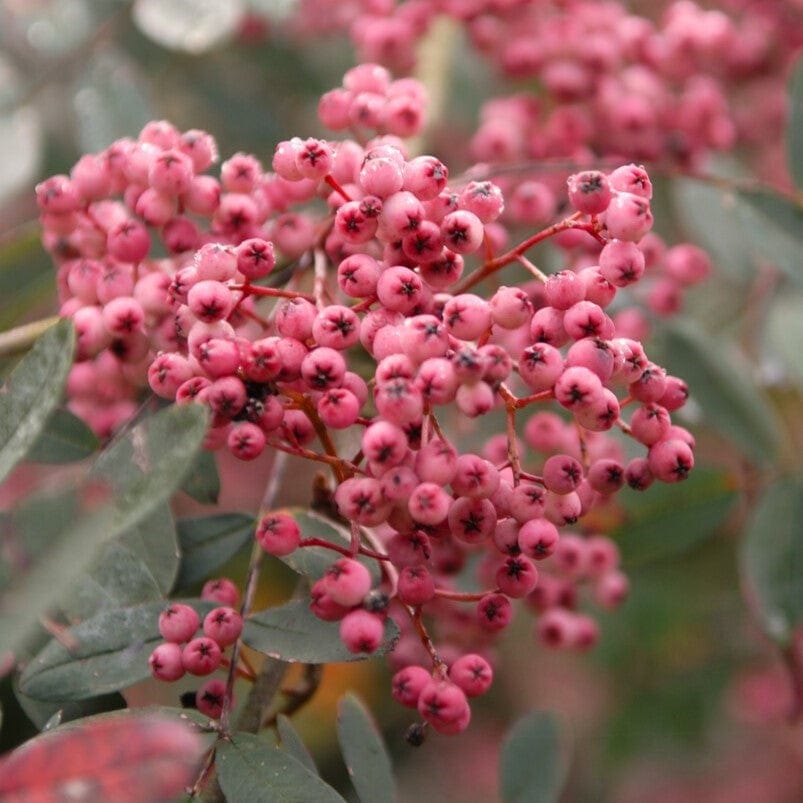 Roxin Tree Is a Rowan Tree Right for My Garden? – Roots Plants