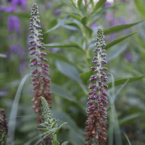 Bronze Foxglove | Digitalis 'Milk Chocolate' Perennial Bedding