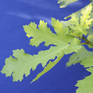 'Ice Crystal' Fig Tree Soft Fruit