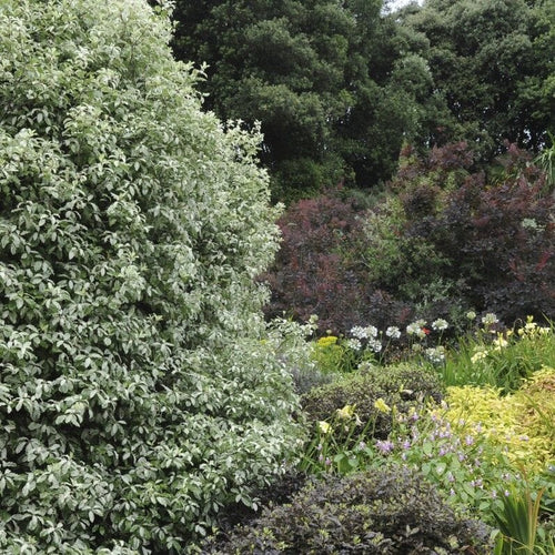 Pittosporum tenuifolium 'Victoria' Shrubs