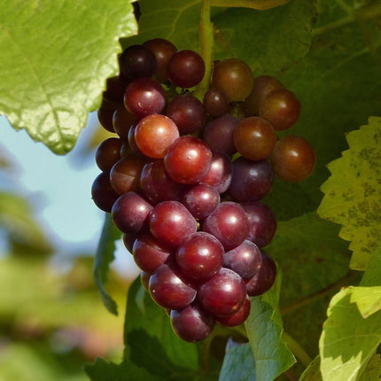 'Vanessa' Seedless Outdoor Grape Vine Soft Fruit