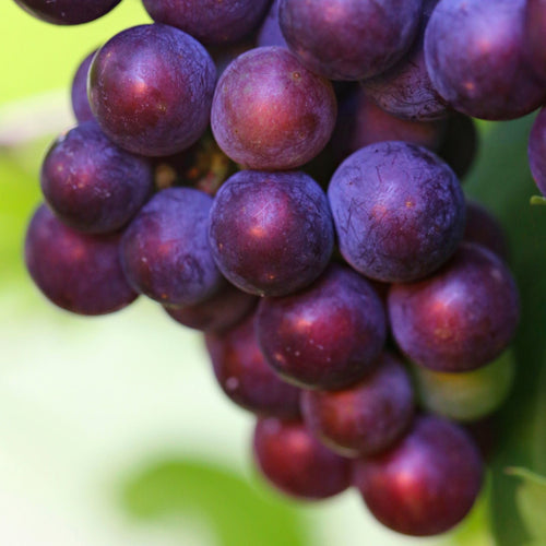 'Vanessa' Seedless Outdoor Grape Vine Soft Fruit