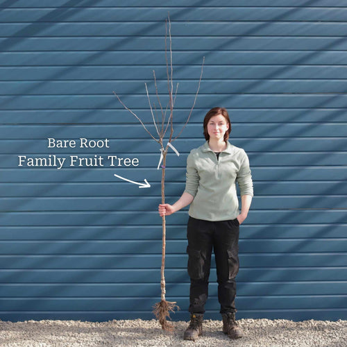 Family Apple Tree Trained Fruit Trees