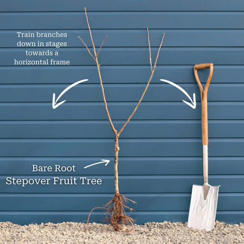 Stepover Apple Tree Trained Fruit Trees