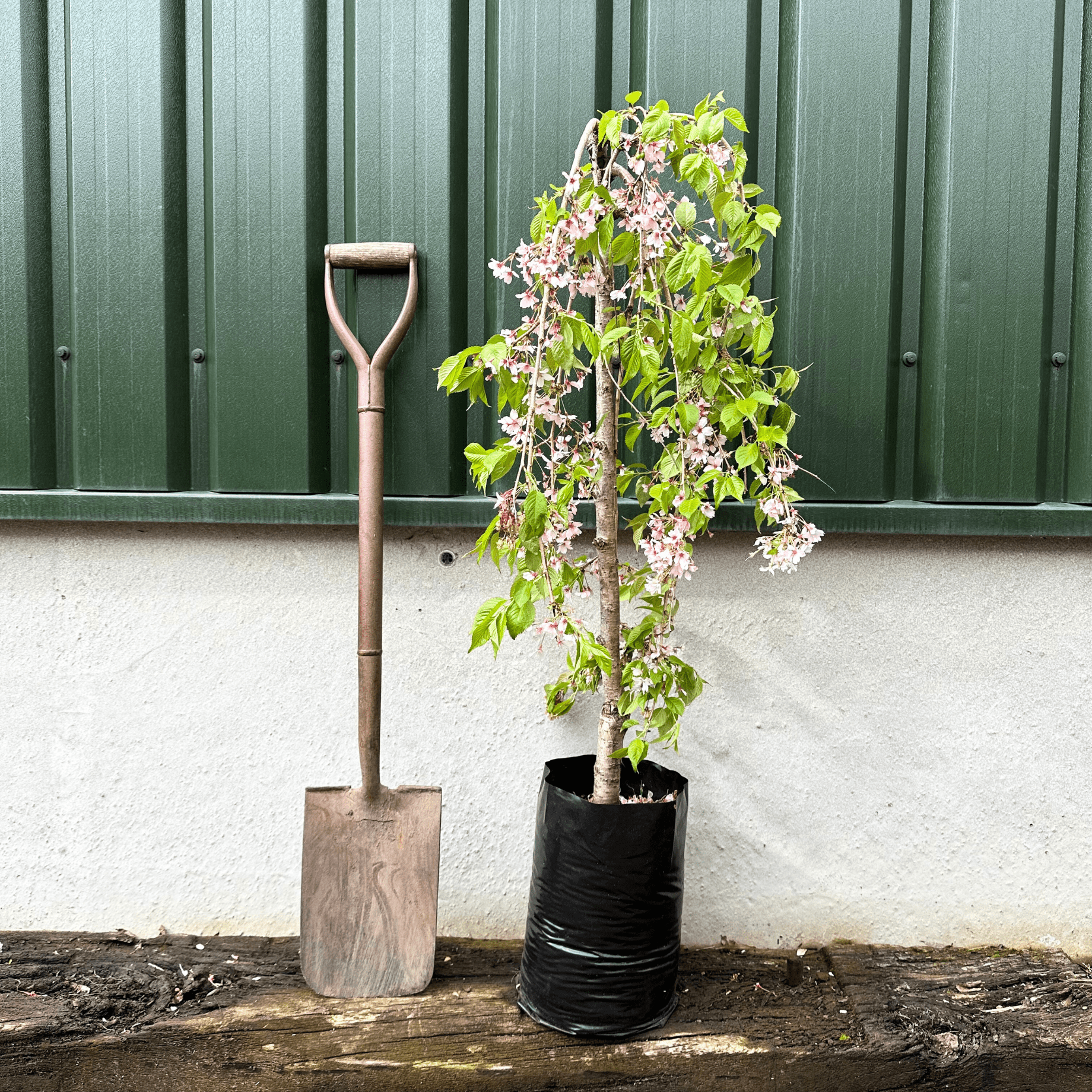 Dwarf White Weeping Cherry Blossom Tree Prunus 'Snow Showers' Roots