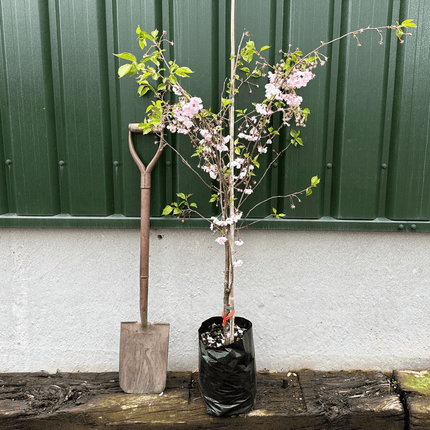 'Chocolate Ice' Cherry Blossom Tree | Prunus 'Matsumae-fuki' Ornamental Trees