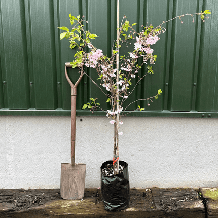 Column Cherry Tree White Columnar Cherry Blossom Tree | Prunus 'Spire' – Roots Plants