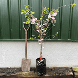 'Mount Fuji' Cherry Blossom Tree | Prunus serrulata 'Shirotae' Ornamental Trees