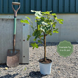 UK Hardy Fig Tree | 'Brown Turkey' Soft Fruit