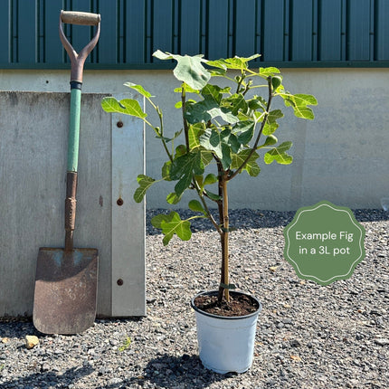 UK Hardy Fig Tree | 'Brown Turkey' Soft Fruit