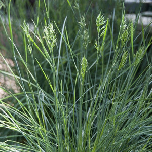 Blue Fescue | Festuca glauca 'Intense Blue' Perennial Bedding