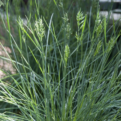Blue Fescue | Festuca glauca 'Intense Blue' Perennial Bedding