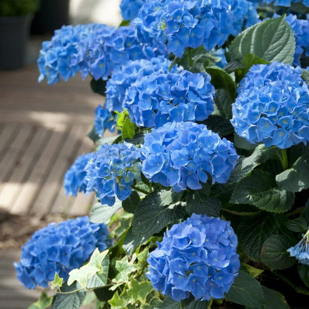 Hydrangea macrophylla 'Nikko Blue' Shrubs