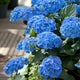 Hydrangea macrophylla 'Nikko Blue' Shrubs