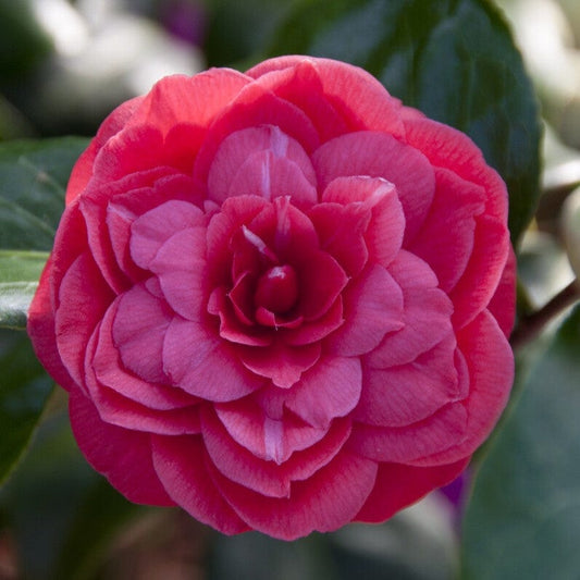 Red Japanese Camellia | Camellia japonica 'Princess Baciocchi' Shrubs