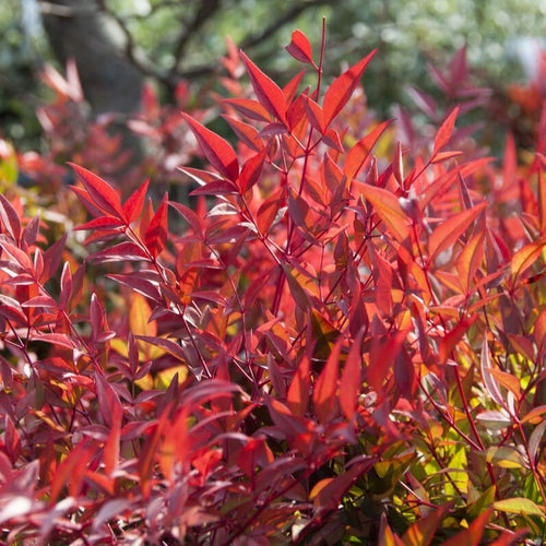 Heavenly Bamboo | Nandina domestica 'Gulf Stream' Shrubs