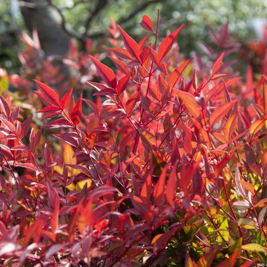 Heavenly Bamboo | Nandina domestica 'Gulf Stream' Shrubs