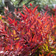 Heavenly Bamboo | Nandina domestica 'Gulf Stream' Shrubs