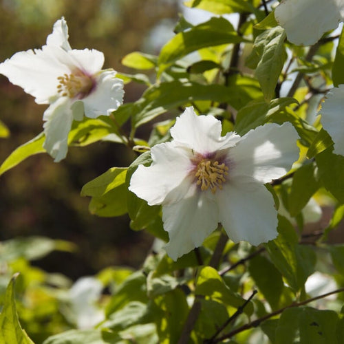 Philadelphus 'Belle Etoile' Shrubs