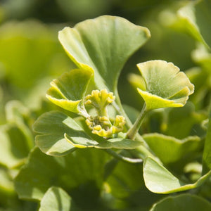Patio Ginkgo Tree | Ginkgo biloba 'Mariken' Ornamental Trees