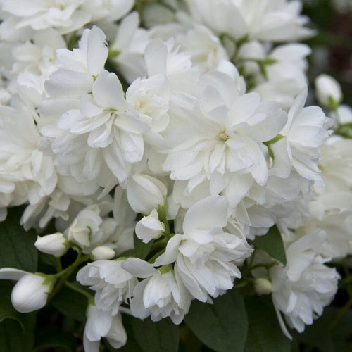 Philadelphus 'Snowbelle' Shrubs