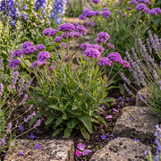 Verbena rigida Perennial Bedding