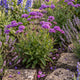 Verbena rigida Perennial Bedding