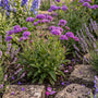 Verbena rigida Perennial Bedding