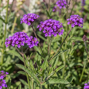 Verbena rigida Perennial Bedding