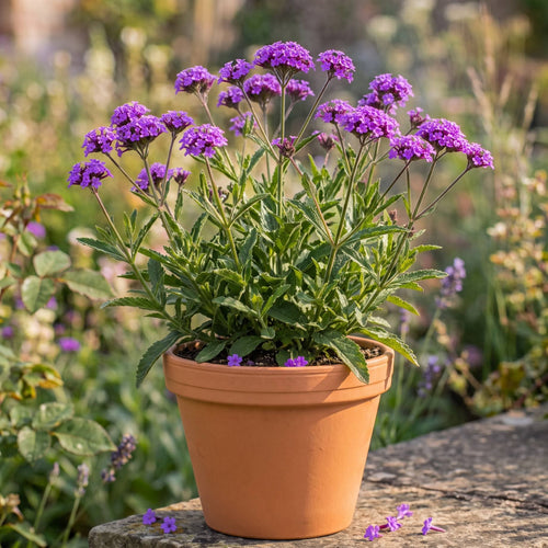 Verbena rigida Perennial Bedding
