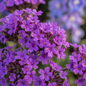 Verbena rigida Perennial Bedding
